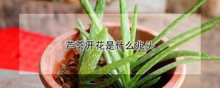 芦荟开花是什么兆头,第1图