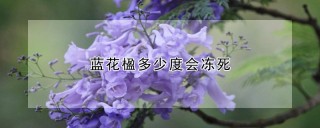 蓝花楹多少度会冻死,第1图