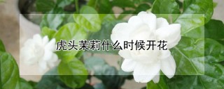 虎头茉莉什么时候开花,第1图