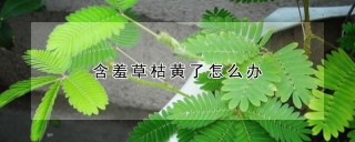 含羞草枯黄了怎么办,第1图