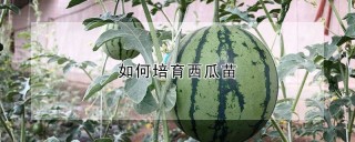 如何培育西瓜苗,第1图