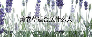 薰衣草适合送什么人,第1图