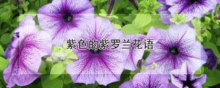 紫色的紫罗兰花语,第1图