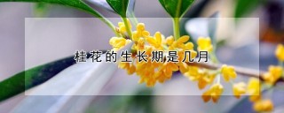 桂花的生长期是几月,第1图