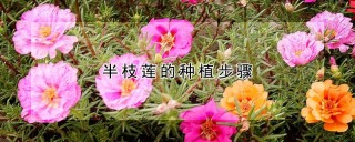 半枝莲的种植步骤,第1图