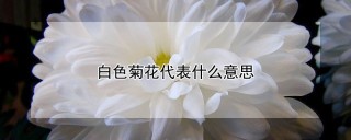 白色菊花代表什么意思,第1图