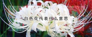 白色花代表什么意思,第1图