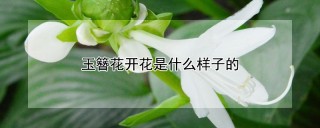 玉簪花开花是什么样子的,第1图