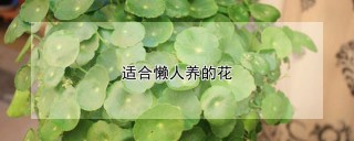 适合懒人养的花,第1图