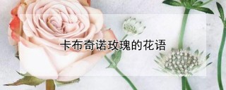 卡布奇诺玫瑰的花语,第1图