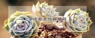 多肉能水培种植吗,第1图