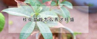 桂花盆栽怎么养才旺盛,第1图