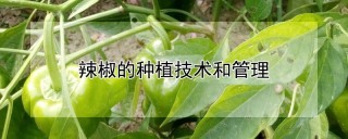 辣椒的种植技术和管理,第1图