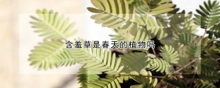 含羞草是春天的植物吗,第1图