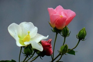 芙蓉花有花蕾能浇水吗,第3图