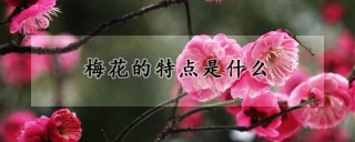 梅花的特点是什么,第1图