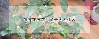 海棠花突然蔫了是因为什么,第1图