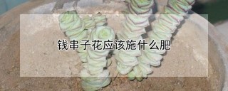 钱串子花应该施什么肥,第1图