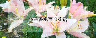 19朵香水百合花语,第1图