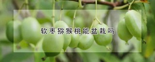 软枣猕猴桃能盆栽吗,第1图