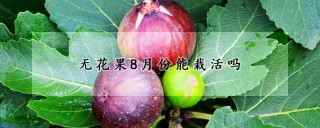 无花果8月份能栽活吗,第1图