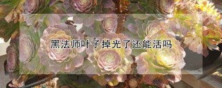 黑法师叶子掉光了还能活吗,第1图