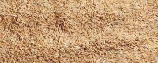 水稻种植技术与管理,第1图