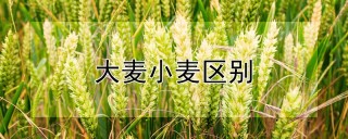 大麦小麦区别,第1图