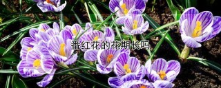 番红花的花期长吗,第1图