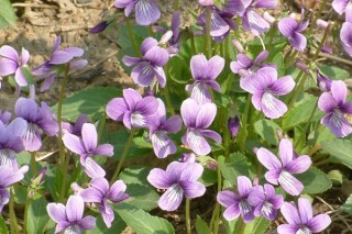 紫花地丁的养殖方法和注意事项,第3图