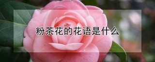 粉茶花的花语是什么,第1图