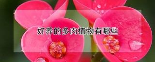 好养的多肉植物有哪些,第1图