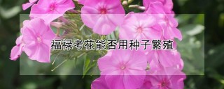 福禄考花能否用种子繁殖,第1图