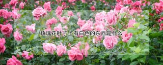 玫瑰花叶子上有白色的东西是什么,第1图