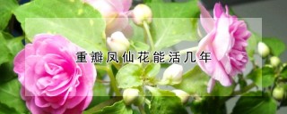 重瓣凤仙花能活几年,第1图