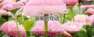 翠菊的花语,第1图