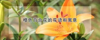 橙色百合花的花语和寓意,第1图