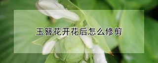 玉簪花开花后怎么修剪,第1图