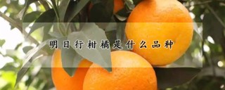 明日行柑橘是什么品种,第1图