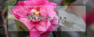 茶梅开花怎么浇水,第1图