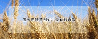 玉米田除草剂对小麦有影响吗,第1图