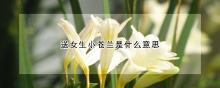 送女生小苍兰是什么意思,第1图