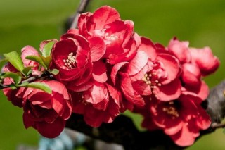 四季海棠花的养殖方法，掌握最关键的5大技巧,第4图