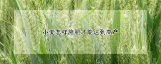 小麦怎样施肥才能达到高产,第1图