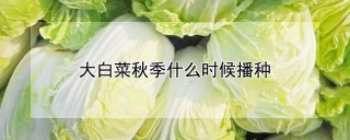 大白菜秋季什么时候播种,第1图