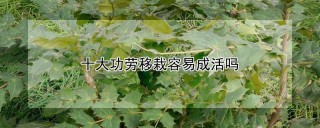 十大功劳移栽容易成活吗,第1图