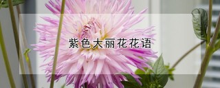 紫色大丽花花语,第1图