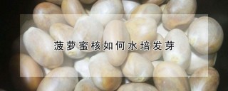 菠萝蜜核如何水培发芽,第1图