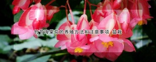 竹节海棠花的养殖方法和注意事项 盆栽,第1图