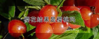 樱花结果是樱桃吗,第1图